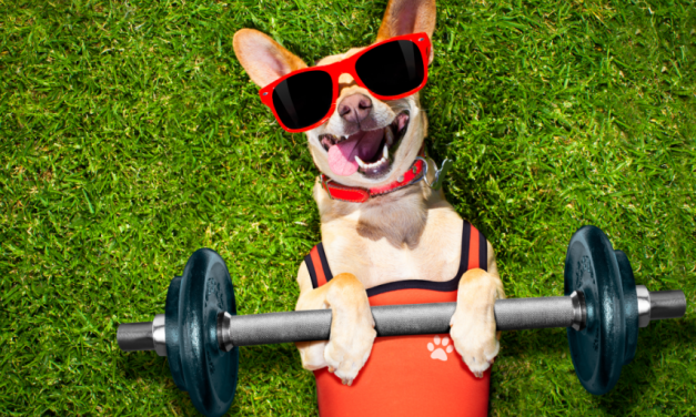 Why do some people spend more insuring their pets than themselves? And other key industry issues