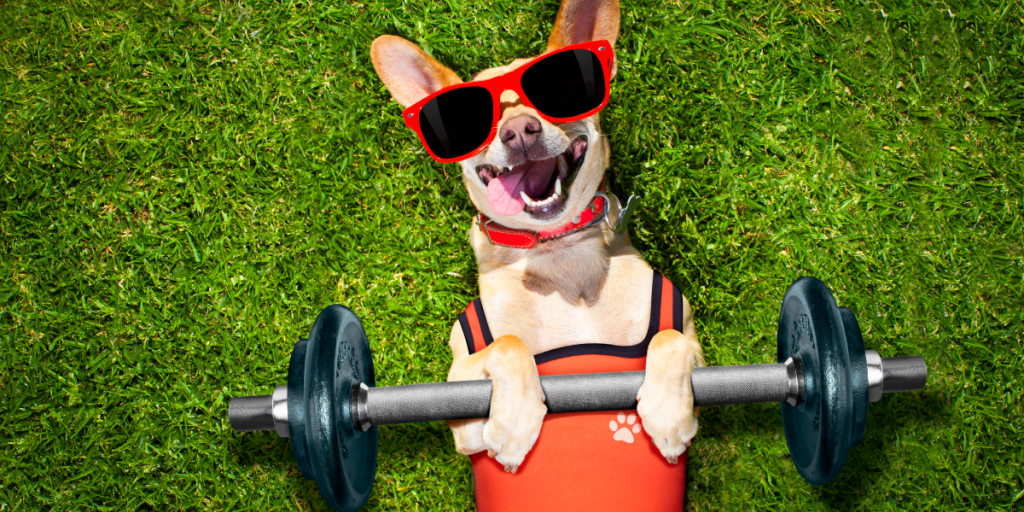 Why do some people spend more insuring their pets than themselves? And other key industry issues